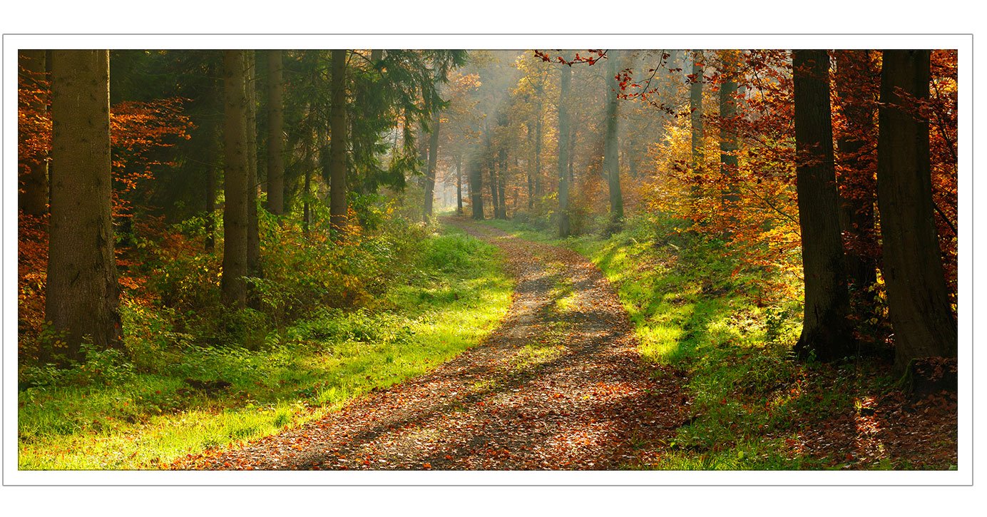 forestpath